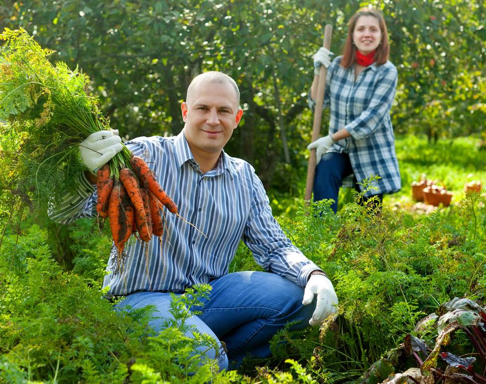 des maraîchers nous montrent leurs carottes