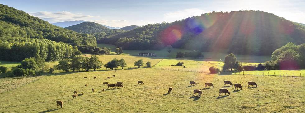 troupeau de vache dans le comminges